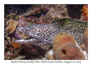 Spotted Moray