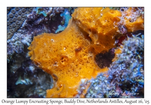 Orange Lumpy Encrusting Sponge