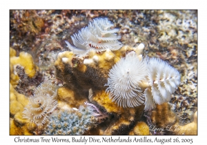 Christmas Tree Worms