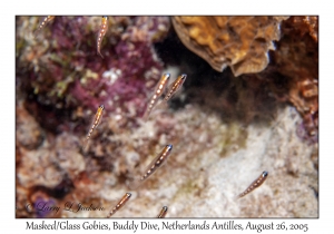 Masked or Glass Goby