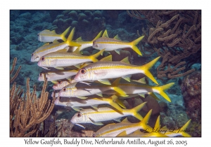 Yellow Goatfish