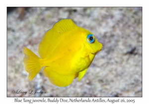 Blue Tang juvenile