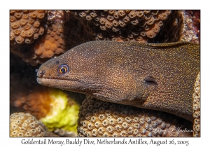 Goldentail Moray