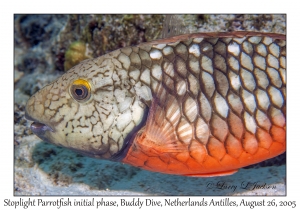 Stoplight Parrotfish