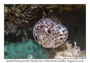 Spotted Moray juvenile