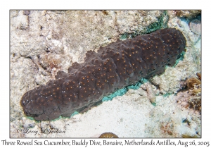 Three Rowed Sea Cucumber