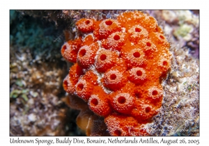 Unknown Sponge