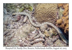 Sharptail Eel