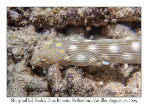Sharptail Eel