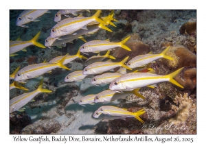 Yellow Goatfish