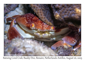 Batwing Coral Crab