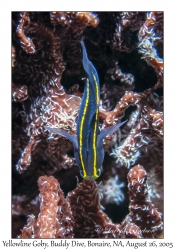 Yellowline Goby