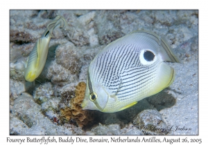 Foureye Butterflyfish