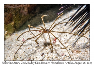 Yellowline Arrow Crab