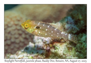 Stoplight Parrotfish