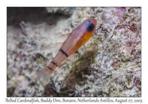 Belted Cardinalfish