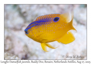 Longfin Damselfish juvenile