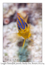 Longfin Damselfish juvenile