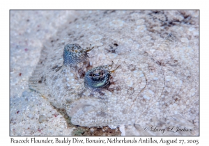 Peacock Flounder