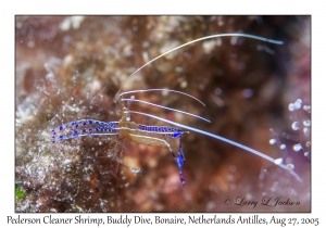 Pederson Cleaner Shrimp