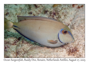 Ocean Surgeonfish