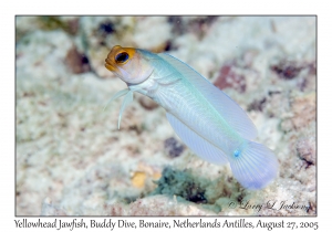 Yellowhead Jawfish