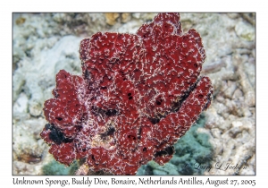 Unknown Sponge