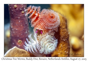 Christmas Tree Worms