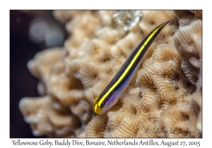 Yellownose Goby