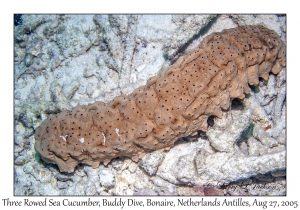 Three Rowed Sea Cucumber