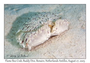 Flame Box Crab