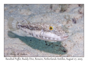 Bandtail Puffer