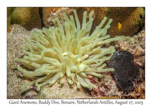 Giant Anemone