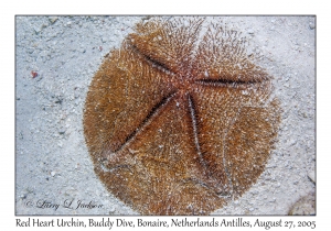 Red Heart Urchin