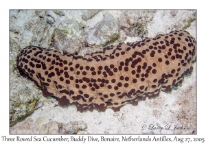 Three Rowed Sea Cucumber