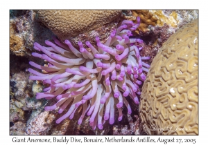 Giant Anemone