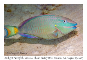 Stoplight Parrotfish