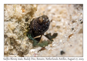 Sailfin Blenny male