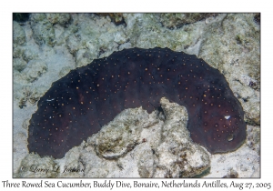 Three Rowed Sea Cucumber