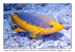 Spanish Hogfish