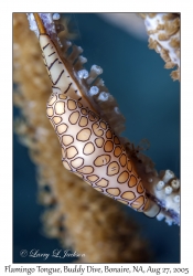 Flamingo Tongue