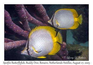 Spotfin Butterflyfish