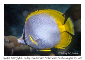 Spotfin Butterflyfish