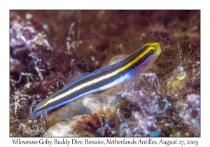 Yellownose Goby