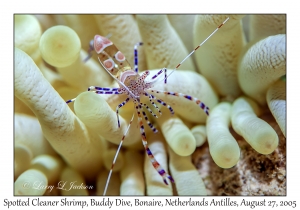 Spotted Cleaner Shrimp