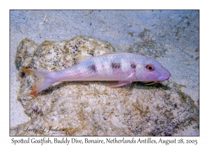 Spotted Goatfish