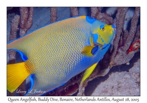 Queen Angelfish