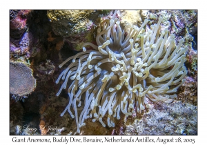 Giant Anemone