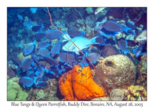 Blue Tangs & Queen Parrotfish