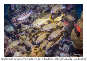 Smallmouth Grunts, Princess Parrotfish juvenile & Blackbar Soldierfish